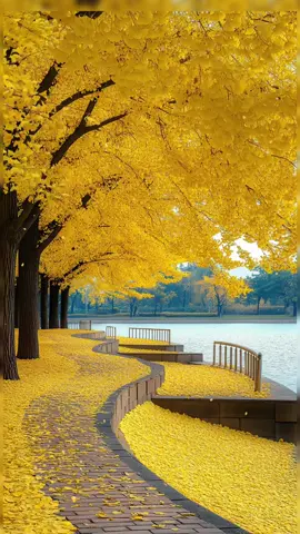 은행잎은 햇빛을 받아 황금빛으로 반짝이며, 바람이 불 때마다 산들거리는 소리를 낸다. 나무 아래를 걷다 보면 발끝에 스치는 낙엽의 바스락거림이 가을의 속삭임처럼 들린다. #풍경영상 #은행나무 #예쁜 #예쁜 #여행영상 