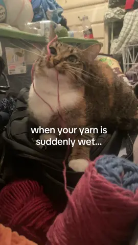 brother eugh  #cat #yarn #crochet #fyp 