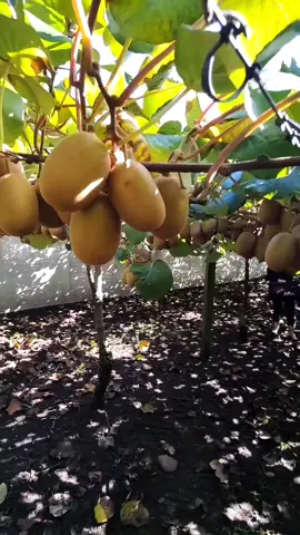 Bapak ibu kakak adek stok Bibit/benih Kiwi Madu Premium dari China sudah siap dikirimkan Kerumah kalian masing-masing 🥝☺️🌱🙏 #buahkiwi #tanaman #benihbuah    #cuantanpabatas #berkebun #berkebundirumahaja  #gebyarbelanjanovember 