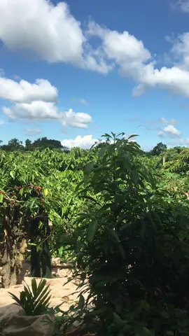 Mời em về Kon Tum hái cà phê cùng anh #xuhuong #kontum #xhtiktok 