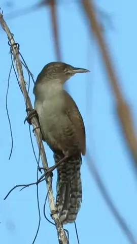 Zapata wren
