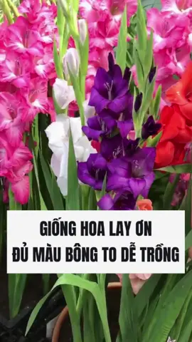 Trồng Củ Hoa Lay Ơn Bông To Nhiều Màu Chơi Tết Nào Cả Nhà. Giống Hoa Lay Ơn Chuẩn Hà Lan, Củ To Đã Nảy Mầm Phục Vụ Mọi Người Trồng Chơi Tết #hoa #culayon #tronghoa #hoalayon