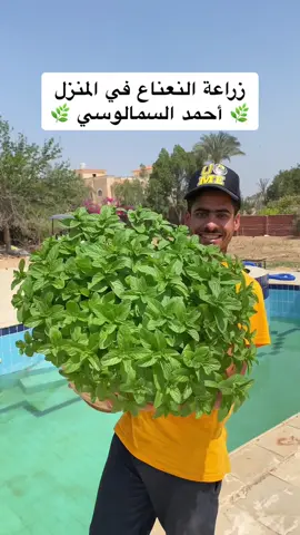 زراعة النعناع في المنزل 🌿😍 #أحمد_السمالوسي 