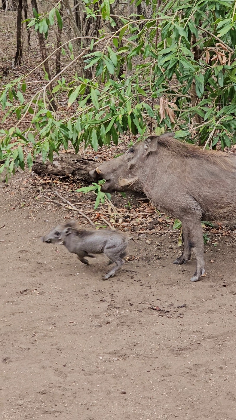 WARTHOG PIGLET GETS ZOOMIES We call them blocks of butter with legs when they born, they are so entertaining when they are new. Just like your puppy suddenly taking off and bouncing in circles. Watching this little pig grow up infront of eyes is such a blessing.  They bring such joy and laughter to our home!  #nature #wild #bushlife #reels_tiktok #trending #trendingreel #zoomies #warthog #piglet #safari #funnyanimals #funnyanimalvideos #funnyvideos😂 #fyp #thisisafrica #wildanimals #animalsoftiktok #animalvideos #funnyreels #wildanimalsoftiktok 