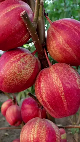 #fruit #果物 #水果 #彩虹梨