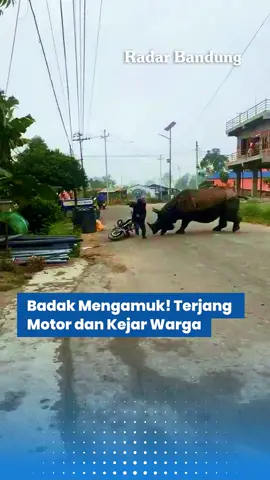 Sebuah peristiwa langka dan menegangkan terjadi di sebuah permukiman. Seekor badak liar tiba-tiba memasuki area pemukiman warga dan dengan brutal menyeruduk sebuah sepeda motor yang sedang terparkir. Akibat kejadian tersebut, motor mengalami kerusakan hingga terguling. Kejadian ini membuat warga sekitar panik dan berhamburan menyelamatkan diri. Badak tersebut terlihat mengejar beberapa warga hingga mereka berhasil menghindar. Beruntung, dalam insiden ini tidak ada korban jiwa akibat terjangan badak. Hingga berita ini diturunkan, lokasi pasti terjadinya peristiwa tersebut masih belum diketahui.  #radarbandung #badakliar #insiden