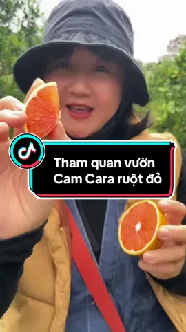 Cùng Lam Trải Nghiệm thử Một Giống Cam ruột đỏ, Mọng nước. 