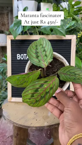 Calathea maranta fascinator!!! #indoorplant #calatheavariety #pokharaplants #plantlovers #fyp 