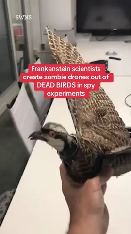 Watch the bizarre birds being made and tested #thesun #news #worldnews #weird #bird #robot #spy #surveillance #experiment #taxidermy #zombie #crazy 