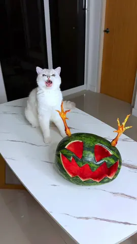 My cat scared me on Halloween #cat #cats 