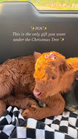 Send this to someone for gift ideas 😉 🥰  #fluffycow #highlandcow #giftideas #dayinmylife #farmlife #cow #christmasgiftideas #fyp 