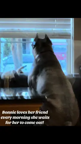 Bonnie waiting for her friend lucy she cant wait for her to come out and play. #canecorso,#Bonnie,#dogsbff#lucy