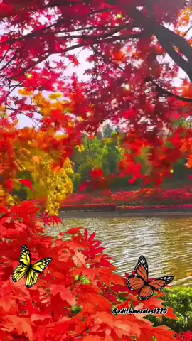 #buenastardes 🌹💛#bendiciones 🙏🏼🙏🏼❤️🦋#paratii #❤️ #feliz#tarde #🧡 #fyp #🌺 #🍁 