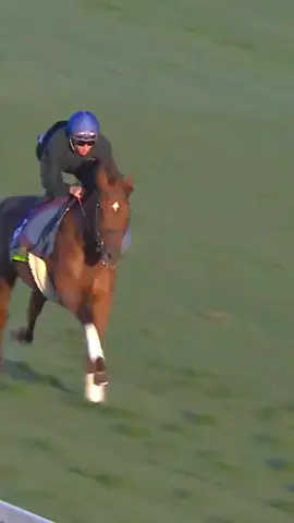 #ورفله #تيم_الرافدين #اكسبلور #أصيل_النداري #خيل #foryourpage #الشعب_الصيني_ماله_حل😂😂 #بنقردان_الحدود_الليبية 