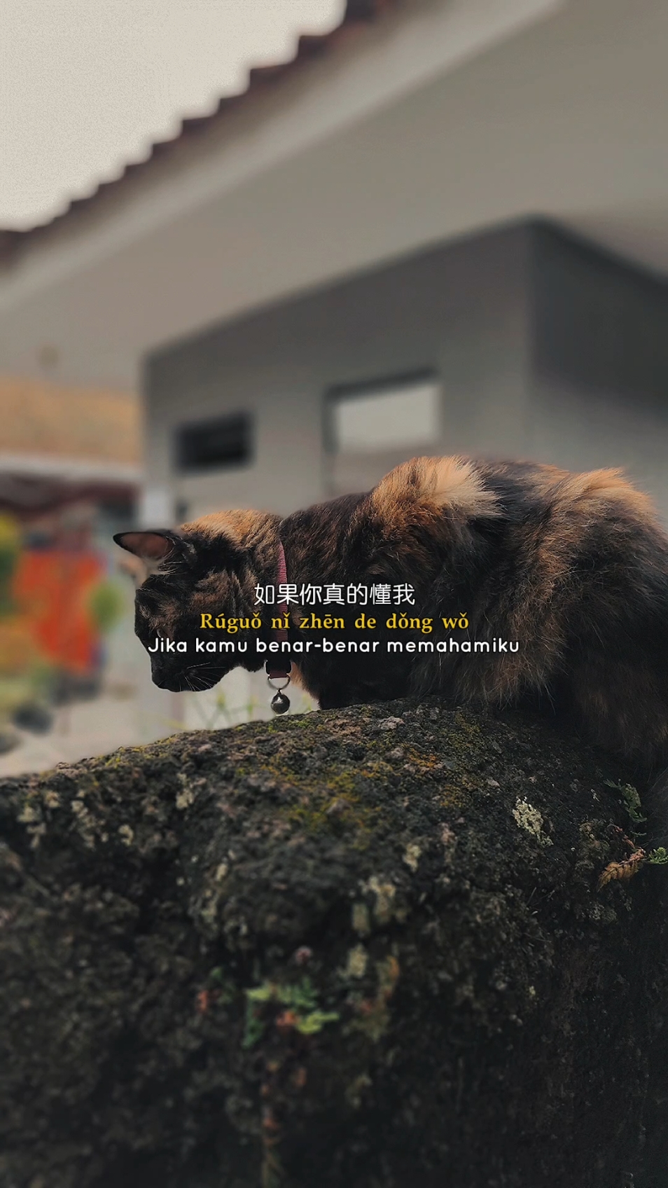 #CapCut #quotesmandarin #chinese #sabeytemplate 