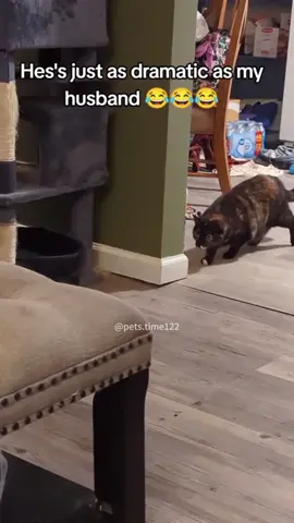 Funny cat video😹🤣#fyp #fypツ #foryou ##cat #cats #catsoftiktok #PetsOfTikTok #funypets #funnypetsoftiktok #funnypetvideos 