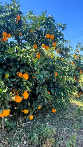 #orange 