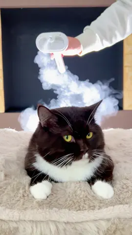 My cat has long fur, and I used to be afraid to brush it because it would make my clothes and nose dirty, which I really hated! With this brush, the mist keeps the cat fur in place. It makes the grooming experience much more enjoyable for me.#cat #dog #tiktokshop #catsteambrush #spraycomb #petcleaning 