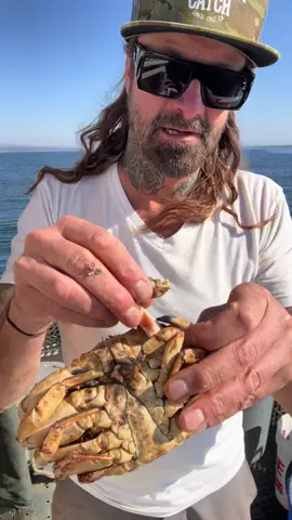 Barnacle Chronicles #crab #barnaclechronicles #crabs #seafood #asmr #natgeo #friendliestcatch #rockhold 