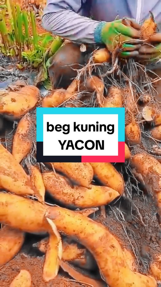 Replying to @caon155 dah ada beg kuning... stock terhad yg Dari Cameron Highlands ni. bukan dari China. so nk kena cepat.. harga untuk timbangan sekilo. antara 1-3biji ubi yakon utk berat 1kg. #yacon #ubiyacon #yaconviral #sweetyacon #yakun 