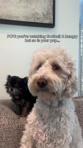 #AD / Game day hits different when the pups have @CESAR Canine Cuisine match ups to munch on! Phebes and Potato are enjoying a “Nacho Pupreme” which is a combination of CESAR Simply Crafted and CESAR dry food, while I enjoy my own 