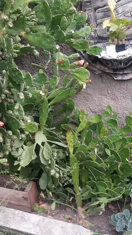 creció un poquito el cactus 🌵 😱😱😱😱#sister #Imeeyou #argentina #plantas #flores #amor 