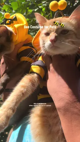 BEE COSTUME FOR PETS 🐝 Disclaimer: NO ANIMALS WERE HARMED IN THIS VIDEO. #beecostume #petoutfit #costumeforpets #costumeforcats #catsoftiktok #bellemendoza 