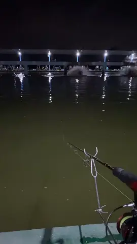 Ikan dimakan Umpan dan kang serok berteriak wuuuu😆🤣     #mancing #galatama #rilis #galatamaikanmas #kolampancingtanggulrejo #highlight #live 