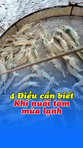4 điều cần biết khi nuôi tôm mùa lạnh#nuoitomcongnghecao #nuoitomtrenaolotbat #nuoitom #tomthechantrang #thuysan #nguyenlieuthuysan #mayapharmadis #fyp #xuhuong #nuoitommualanh #nuoitomvunghich