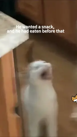Kitten audio #cat  #cats  #cutecat  #catlover  #catsoftiktok  #fyp  #foryou  #foryoupage  #funny  #fypシ  #funnycat  #funnyvideos  #funnytiktok  #funnyanimals  #kitty   
