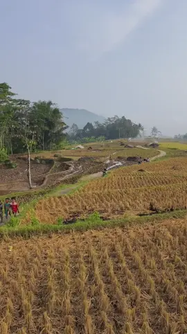 mapay mapay pilemburan nyorang pedesaan asa ku waraas Baraya #lagusunda  #pedesaan #vibes 