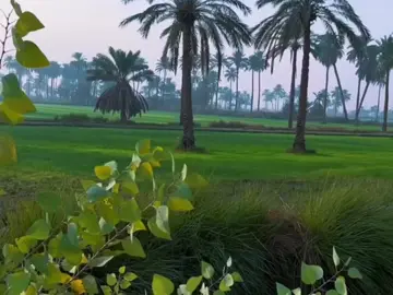 الريف وسط الخضرة والمياه مع تلاوة الشيخ محمود علي البنا، جمال ملوش وصف❤️🎧 #الجمعة #قران_كريم_ارح_سمعك_وقلبك #قرأن_كريم_شفاء_من_كل_مرض #quran #البنا #محمود #المنشاوى #راحة_نفسية #الصبح #قرأن #الشعب_الصيني_ماله_حل😂😂 #حسنات #fpy 