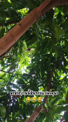 มาแบบนี้เค้าว่ามีโชคจริงมั้ย  #fyb #ผึ้งมาทํารังที่บ้าน #งวดนี้รวย ป่ะ 🤣🤣🤣
