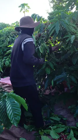 Cách hái cafe 1tr 1 ngày nha ae #xuhuong 