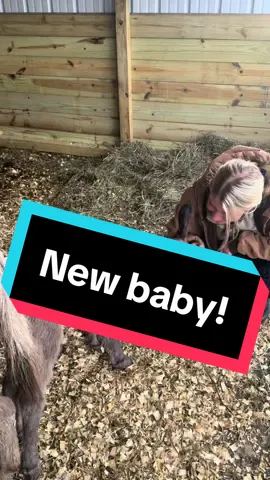 Hank has an announcement! #noblankhank #minidonkeysoftiktok #thelma #newbaby #foal #surprise 