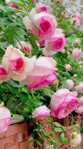 #flowers #fscenery #garden 🌺💙💐❤️‍🔥🌷💖🌹🌷🌷