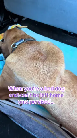 Sad but true. Smarter than he looks. He knows what it takes to be close to mom. #k9 #k9softiktok #bttbruger #bloodhounds #k9unit #thinblueline #baddog #escapeartist #havochound 