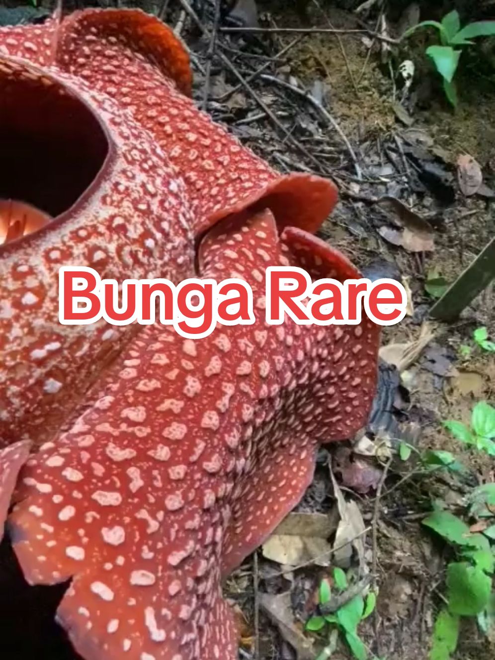 Bunga Rare Rafflesia #bungarafflesia #live #livehighlights #contentcreator #live 