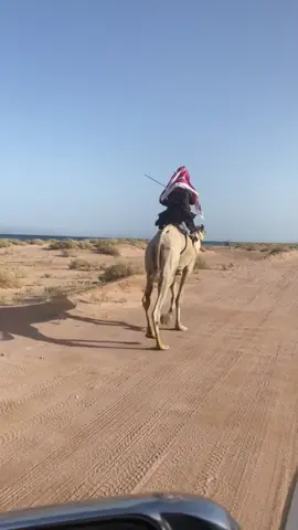 #هجن #حقل #ركبات_هجن #ماشاءالله         افلح من ذكر الله