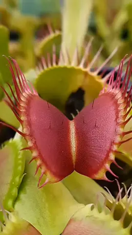 Venus Flytrap Eating a Bee: Fascinating Carnivorous Plant in Action #VenusFlytrap #CarnivorousPlants #PlantLife
