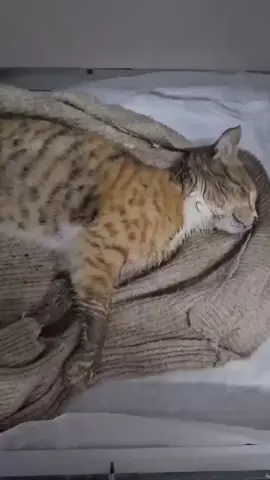 petshopların ilaç satabilecek yetkinlikleri , bilgileri yoktur. İlaçlar veteriner hekim kontrolünde kullanılmalıdır. Çevrenizde usulsüz ilaç satan , satmaya çalışan 3 kuruş için hayvanlara yanlış ilaç,  ruhsatsız sahte ilaç veren işletmeleri petshopları tarım il ve ilçe müdürlüklerine şikayet edebilirsiniz. Bu kedi şanslıydı bize yetiştirebildiler. Ama kardeşi ölmüş malesef 