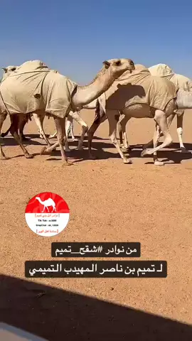 #ابل_بني_تميم #بني_تميم #سادة_اهل_الوبر #التميمي #البل #عطايا_الله #حسكات_الوبر #اكسبلور #مجاهيم #مجاهيم_تميم #شقح_تميم 