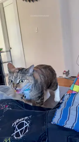 Funny cat videos episode 436 #cat #animals #funnyvideo #funnyanimals #funnycat #fyp #foryou #pet #🤣🤣🤣 