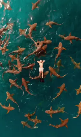 Shark or AI    #aquaman #poseidon 