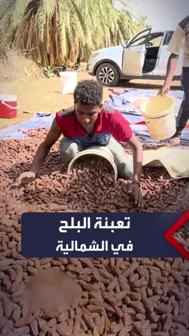 أرض الخير.. صور متداولة من تعبئة محصول البلح بعد الحصاد بمنطقة القرير شمالي #السودان.. #العربية_السودان