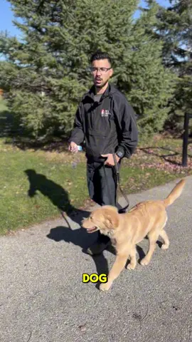 How to not hurt your dog on the prong collar #dog #dogs #dogsoftiktok #doglover #DogTraining #pets #puppylove #puppydog 