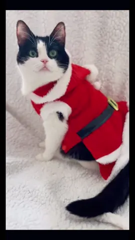 Christmas cats 🐱 Funny and cut cats ❤️Cats celebration Christmas 😍#cats#christmascats #catandchristmastree #christmas2024🎄🎁 