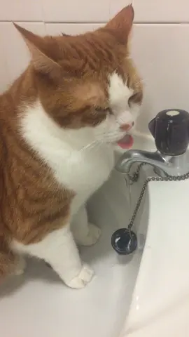 #orangecatbehavior #orangecat #catsoftiktok #funnycat 