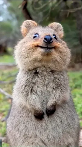 Quokka Joy #quoakka #funnyanimals #nature #wildlife 