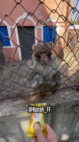 Se ha enfadado el mono